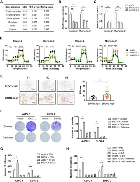 Ero L Promotes The Warburg Effect In Pancreatic Cancer Cells A Gene