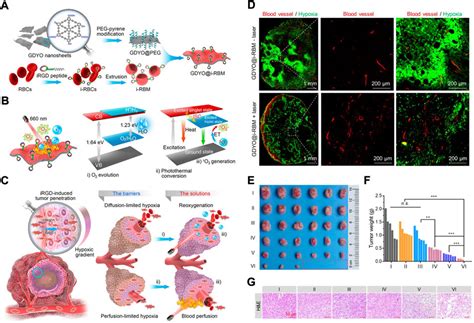 Frontiers Biomimetic Nanomaterial Facilitated Oxygen Generation