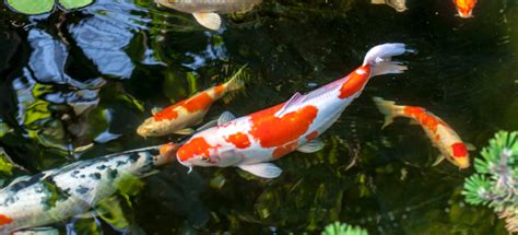 7 Koi Pond Maintenance Tips