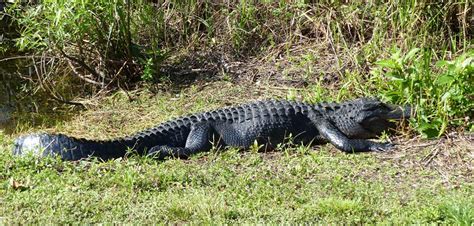 Everglades Nationalpark FL Hungrige Alligatoren 1