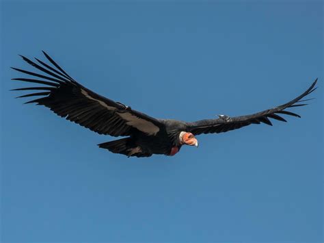 What Do Condors Eat Full Diet Habits And Behavior Birdfact