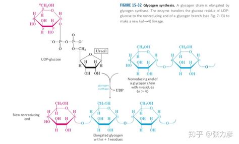 糖代谢（四）：糖原的代谢 知乎