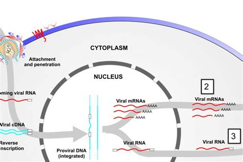 33 Label The Steps Shown For Hiv Retroviral Replication Labels