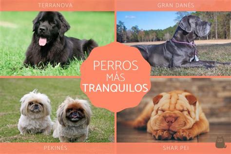 Yo Lavo Mi Ropa Derretido Aislamiento Tipos De Razas De Perros Medianos