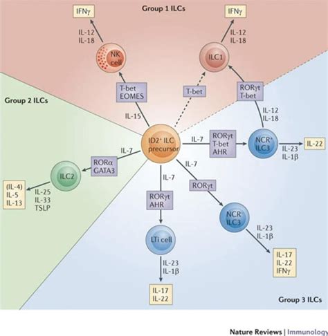 Innate Lymphoid Cells Ilcs Guardians Against Infection Access