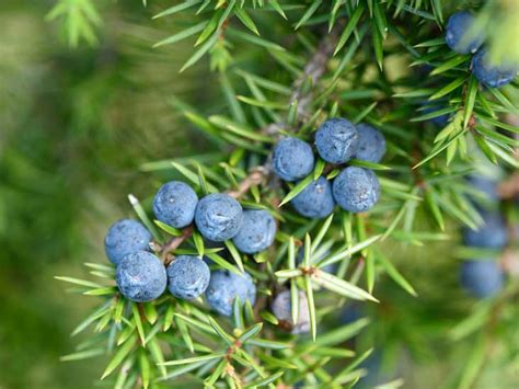 5 Emerging Benefits of Juniper Berries