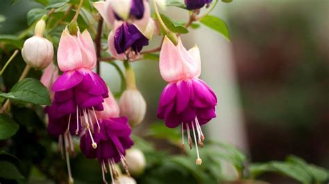 Wallpaper Fuchsia Flower Stamen Leaf Close Up Blurred Hd Picture