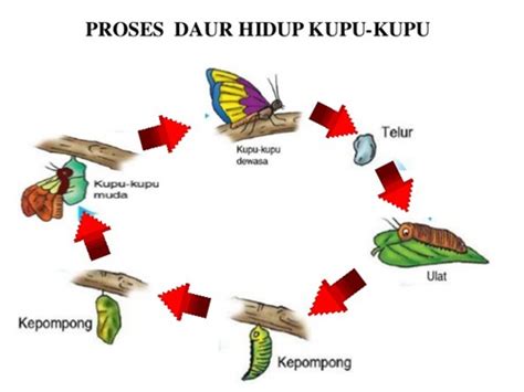 Penjelasan Lengkap Metamorfosis Sempurna Dan Tidak Sempurna Penasains