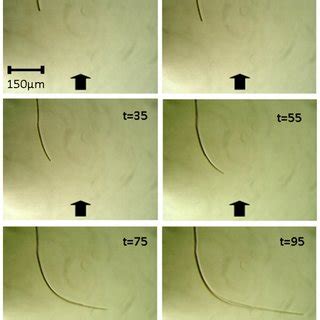 The Effects Of Altered Substrate Structure On The Colony Morphology Of