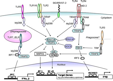 Toll Like Receptor Structure