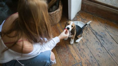 Cu Les Son Las Consecuencias De Consentir En Exceso A Un Perro Petlife