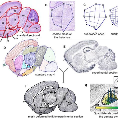 P7 Mouse Brain Atlas Construction and Application (A) Standard ...