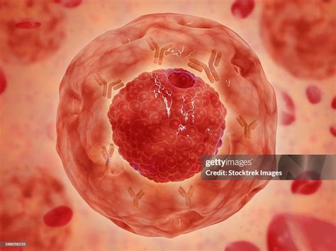 Cell Nucleus With Chromosome The Cell Nucleus Helps Control Eating Movement And Reproduction