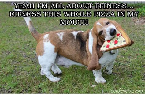 17 Very Funny Basset Hound Memes Page 5 Of 6 Pettime