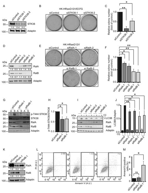 Ral Gtpases Support Anchorage Independent Growth And Detachment Induced Download Scientific