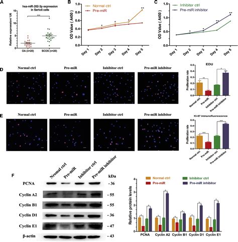 Mir 202 3p Regulates Sertoli Cell Proliferation Synthesis Function