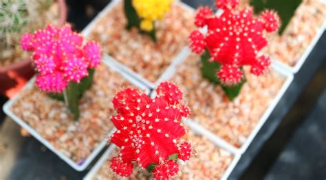 How To Plant Grow And Care For Moon Cactus