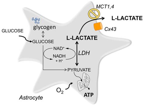 Brain Sciences Free Full Text Lactate Mediated Signaling In The Brain—an Update