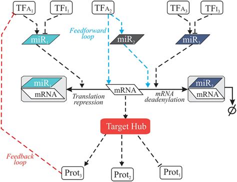 Llustration Of Mirna Target Hub Regulatory Network Once An Mirna