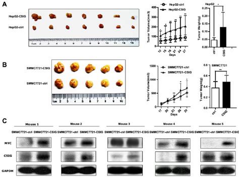 Csig Affected Tumor Growth Of Hcc Cells In Nude Mice And Myc Protein