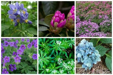 9 Gorgeous Plants That Grow Well Under Pine Trees