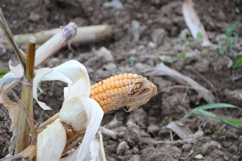 No People Nature Crop Day Sans Serif Corn On The Cob Dirt