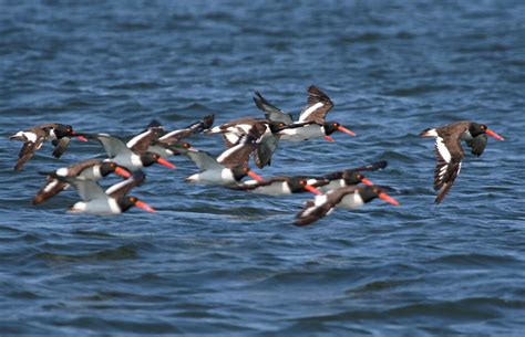 Long-tails: American Oystercatcher Pre-Migration Staging