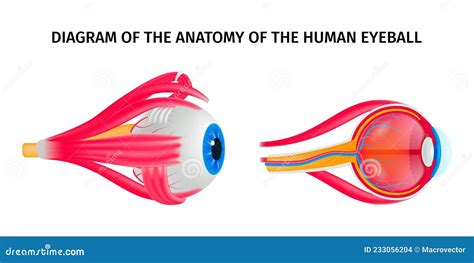 Human Eye Anatomy Diagram Stock Vector Illustration Of Cornea 233056204