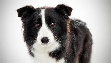 The Border Collie Dog Breed Information And Pictures Livelife