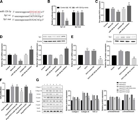 Lncrna Pvt1 Regulates Atrial Fibrosis Via Mir 128 3p Sp1 Tgf β1 Smad