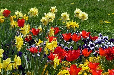 Bunte Blütenpracht Foto And Bild Park Frühling Blumen Bilder Auf