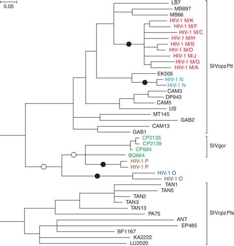 Hiv 1 Origins The Phylogenetic Relationships Of Representative Sivcpz