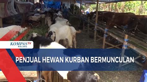 Jelang Idul Adha Penjual Hewan Kurban Mulai Bermunculan Youtube