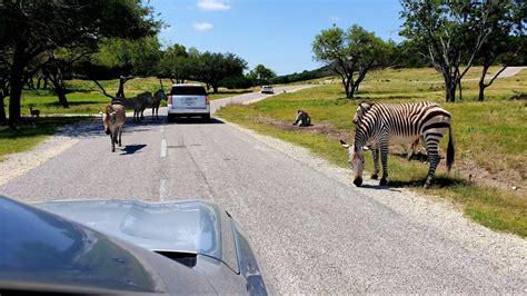 Fossil Rim Wildlife Center Wild Adventures Await