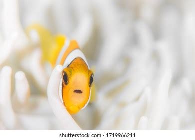 Yellowtail Damselfish Images Stock Photos Vectors Shutterstock