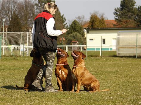 絶対にやっておくべき犬のしつけ方！犬のしつけ方を徹底解説！ ワンちゃんとともに