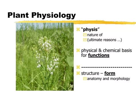 PPT - Plant Physiology PowerPoint Presentation, free download - ID:4183319