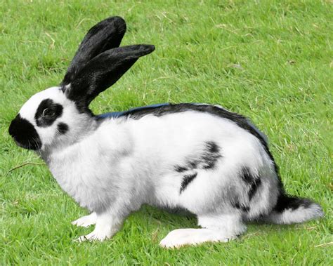 Lapin Géant Des Flandres Carolynndanea