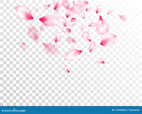 Pink Cherry Blossom Petals Isolated Stock Vector Illustration Of