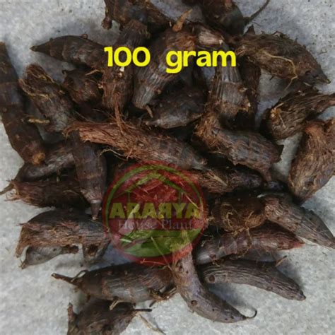 Jual Umbi Suket Teki Gram Cyperus Rotundus Umbi Manggata