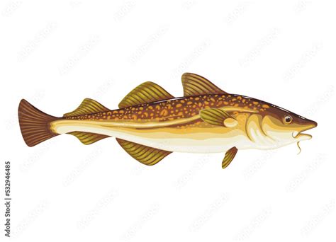 Codfish Vector Illustration Cartoon Isolated Underwater Cod Fish From