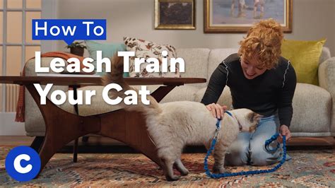 How To Leash Train Your Cat Chewtorials Youtube