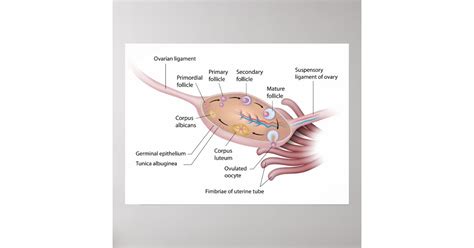 Anatomy of human ovary labeled diagram poster | Zazzle