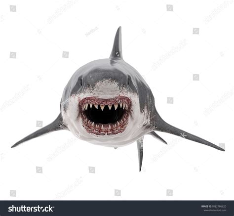 Great White Shark Isolated Front View Stock Illustration 1832786620 ...