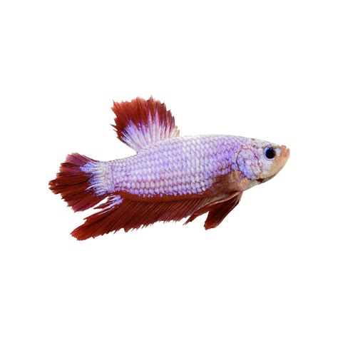 Male Halfmoon Plakat Betta Fish Petco