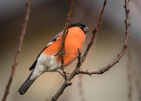 Male Bullfinch Sitting On A Branch In Winter Stock Image Image Of