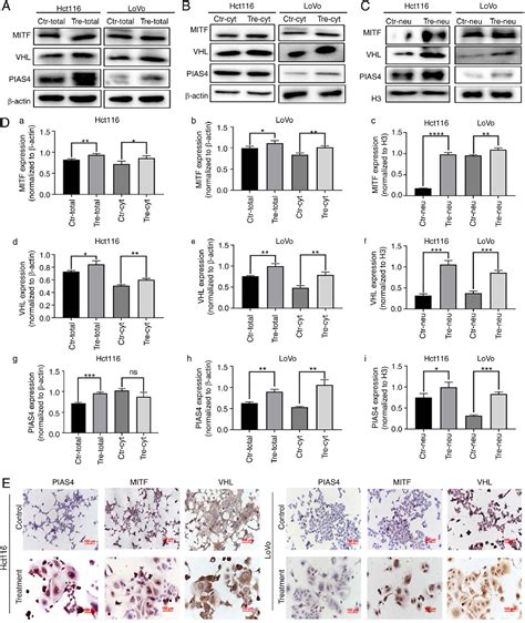 Figure From Mitf Regulates The Subcellular Location Of Hif Through