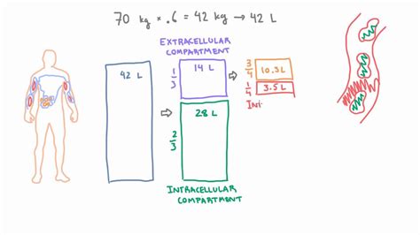 Intravascular and Interstitial Compartments - YouTube