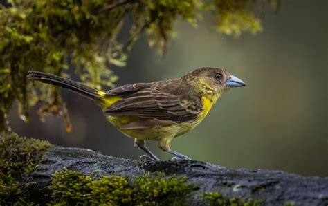 Flame Rumped Tanager Owen Deutsch Photography