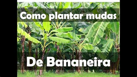 Como plantar mudas de bananeira forma mais fácil YouTube